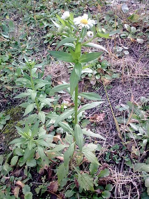 Erigeron annuus